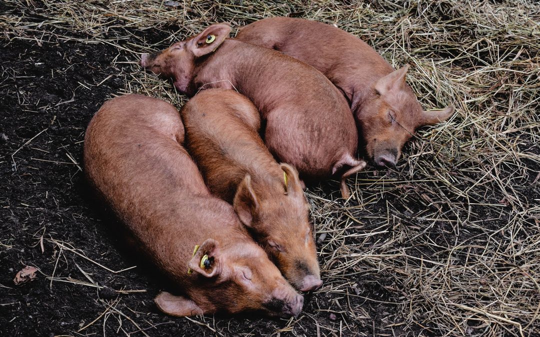 Cerdo duroc. El tipo de cerdo blanco más gourmet