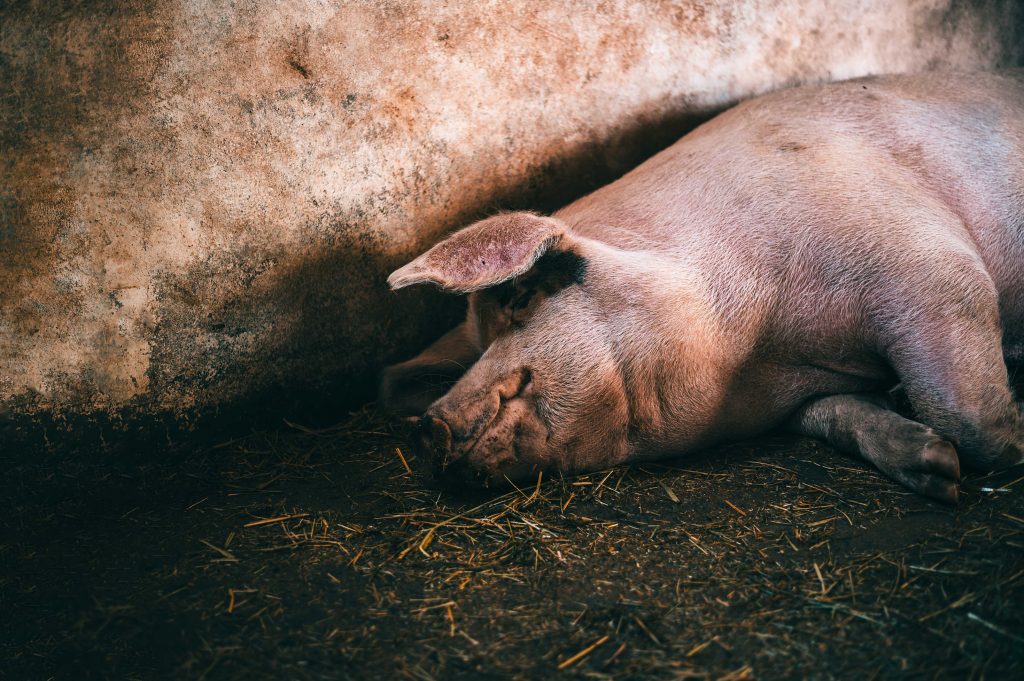 raza duroc